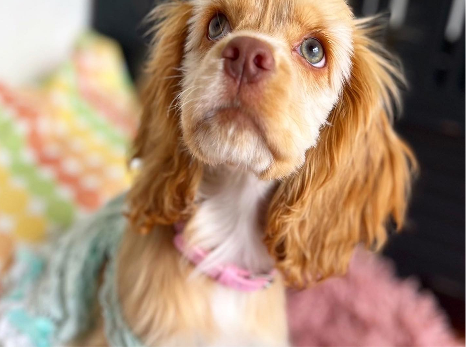 シニアドッグもパピーも安心