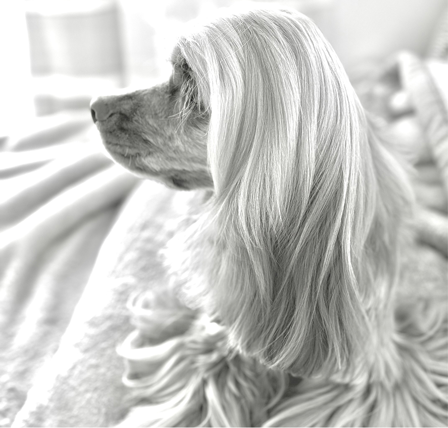 JINGU Prize トリミング 公式LINE