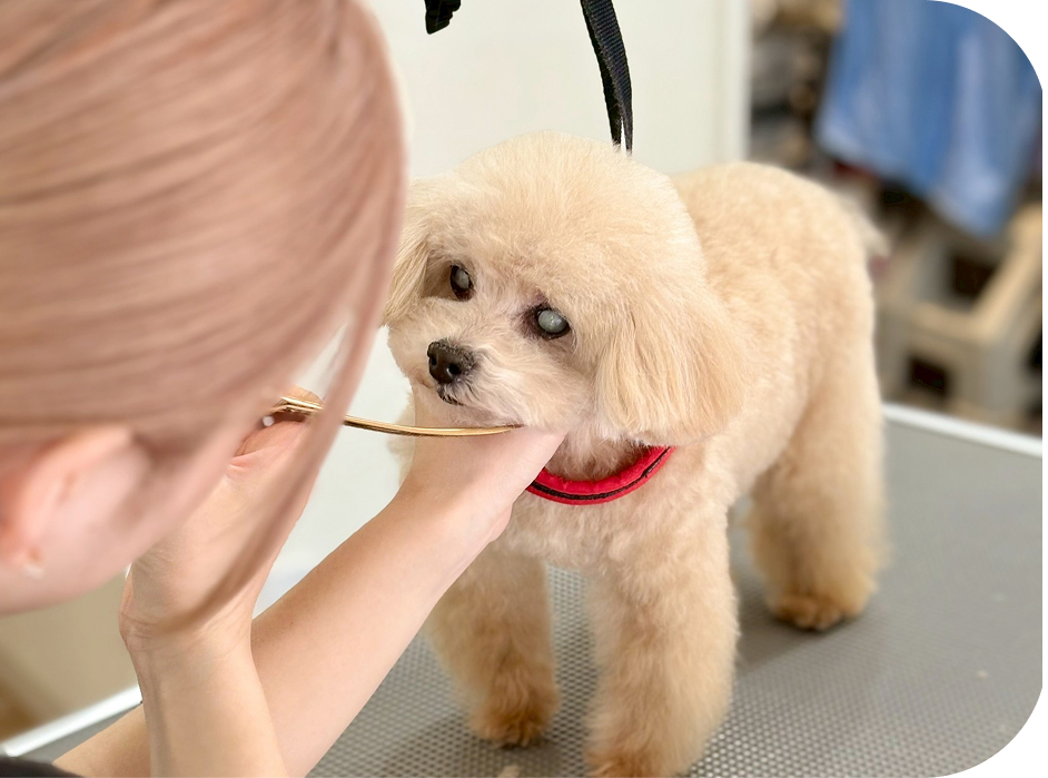 Dog Trimming